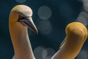 gannets seabirds
