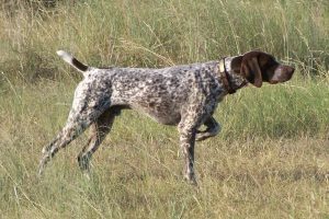 german shorthaired pointers