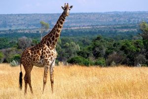 giraffe image background