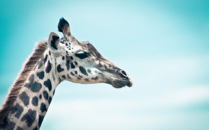 giraffe images A3