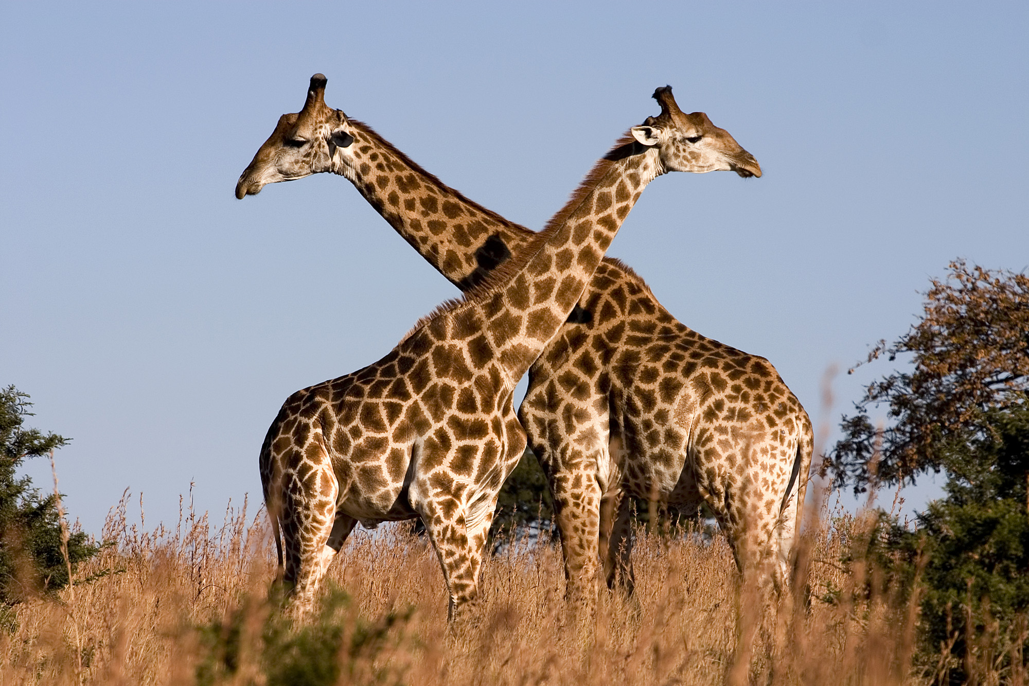 giraffe images animal