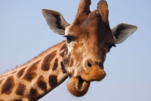 giraffe images funny