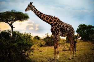 giraffe images nature