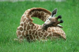 giraffe images sleeping