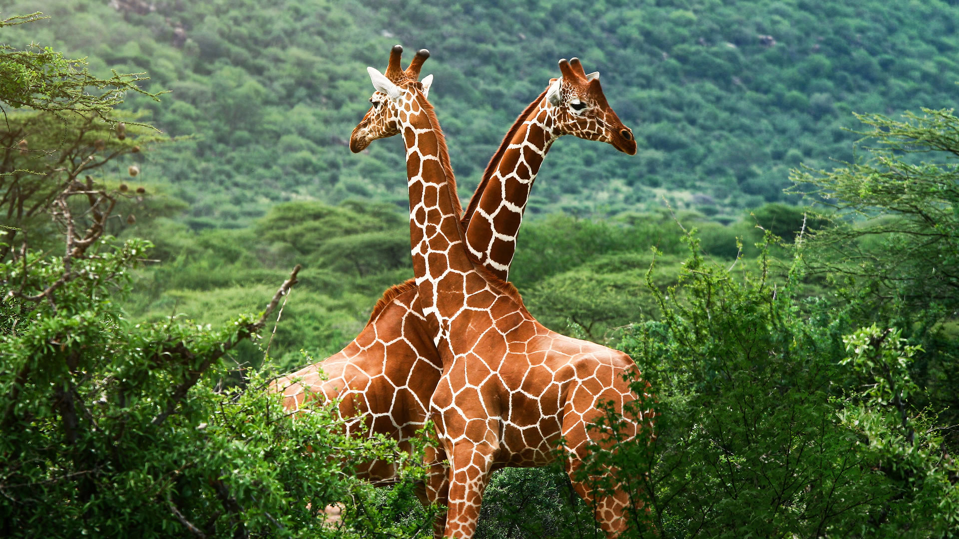 giraffe images