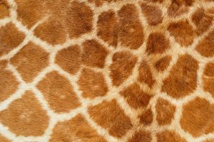 giraffe print wallpapers