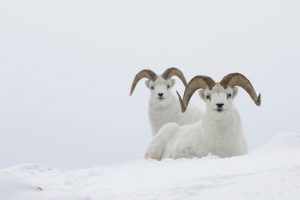 goat image
