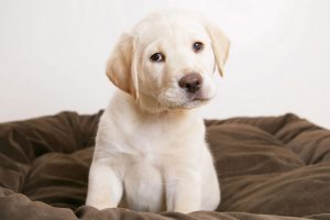 golden retriever pup