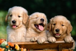 golden retriever puppies hd