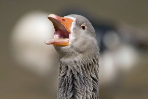 goose wallpapers A3