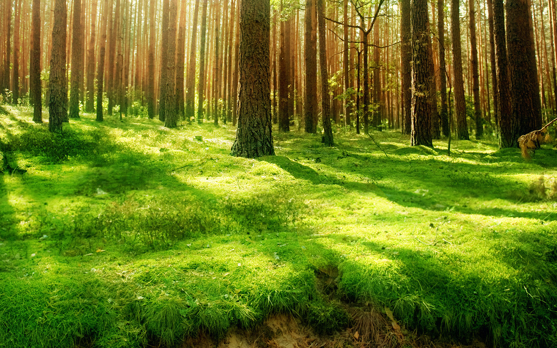 grass wallpaper forest