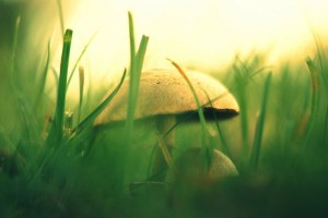 grass wallpaper mushroom