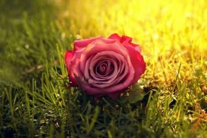grass wallpaper rose