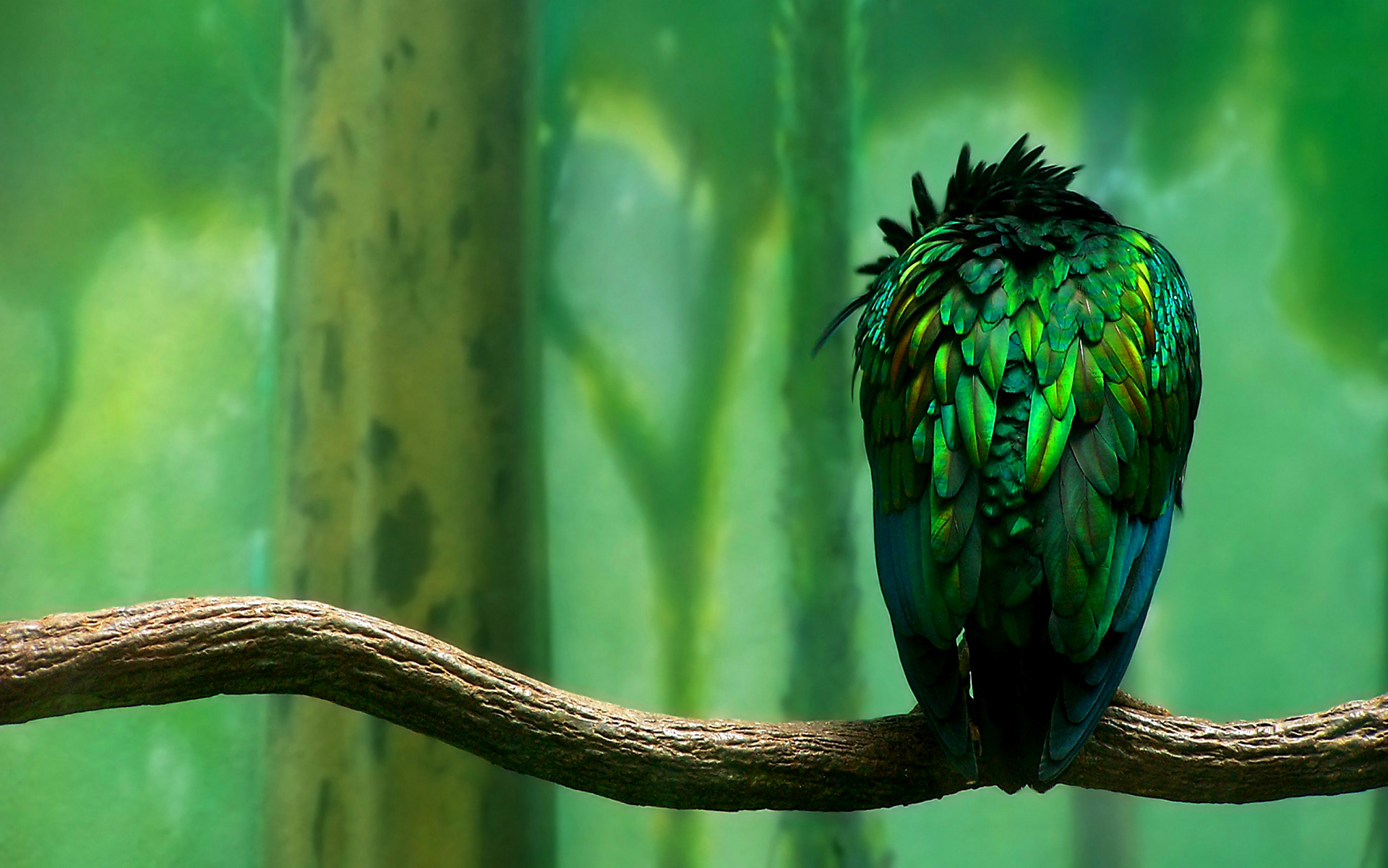 green bird HD Desktop Wallpapers 4k HD