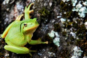 green frog 1080p