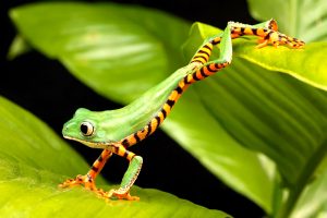 green frog wallpapers
