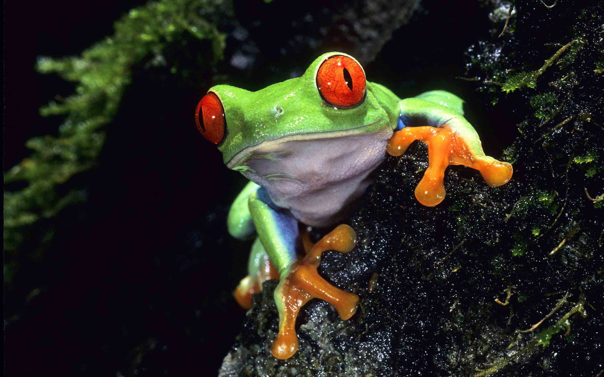 green frogs - Download cool desktop wallpaper and 3d desktop backgrounds fo...