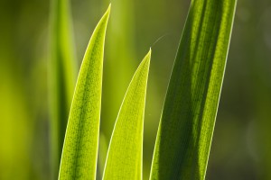 green leaf desktop background