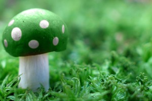 green mushroom wallpaper