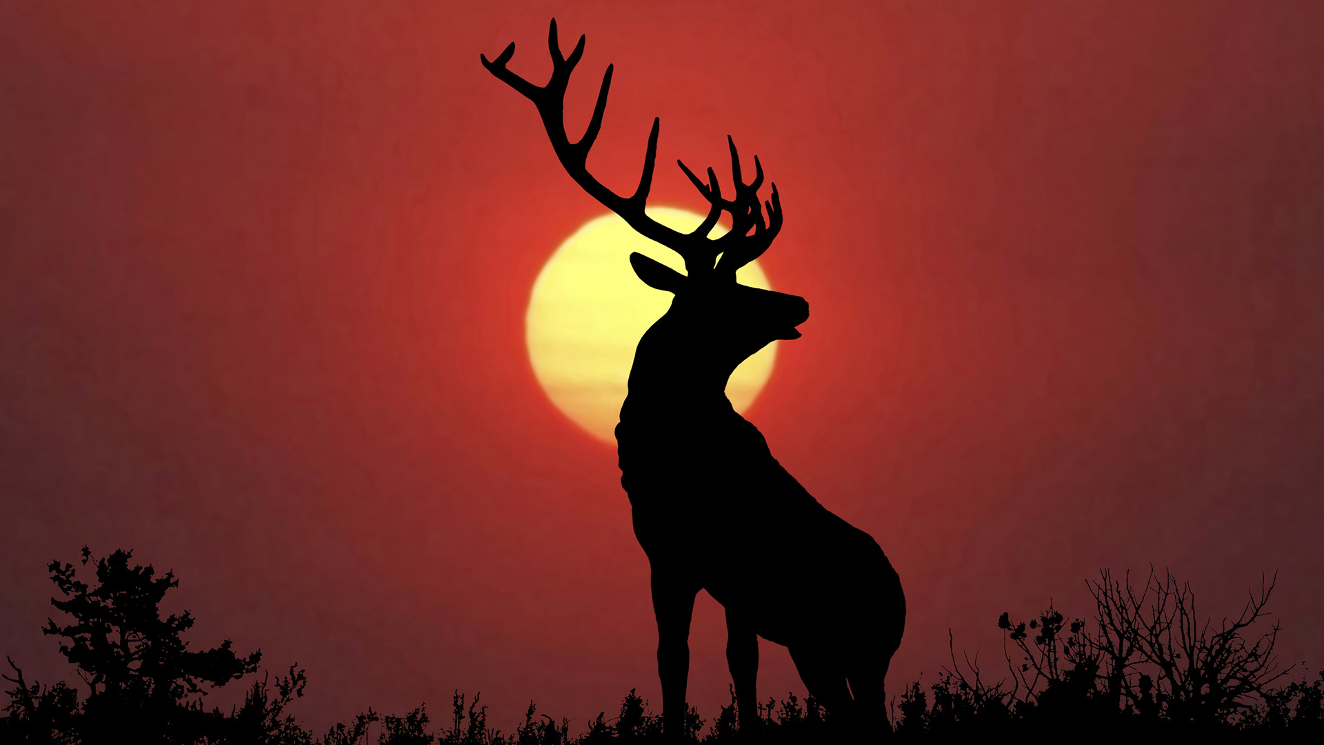 hd deer wallpaper