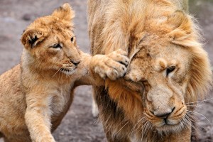 hd lion cub wallpaper