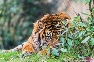 hd pictures of tigers