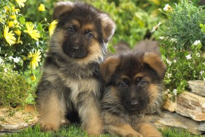 hd puppy wallpapers