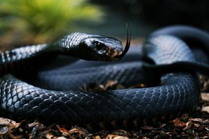 hd snake photos