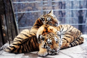 hd tiger photos