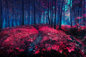 hd wallpapers forest red 3