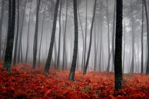 hd wallpapers forest red