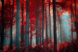 hd wallpapers forest red1
