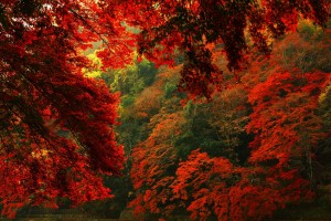 hd wallpapers forest red2
