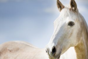 horse face white