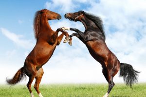 horse fight
