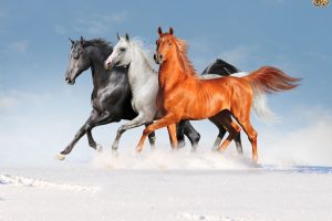 horse images photos wallpapers