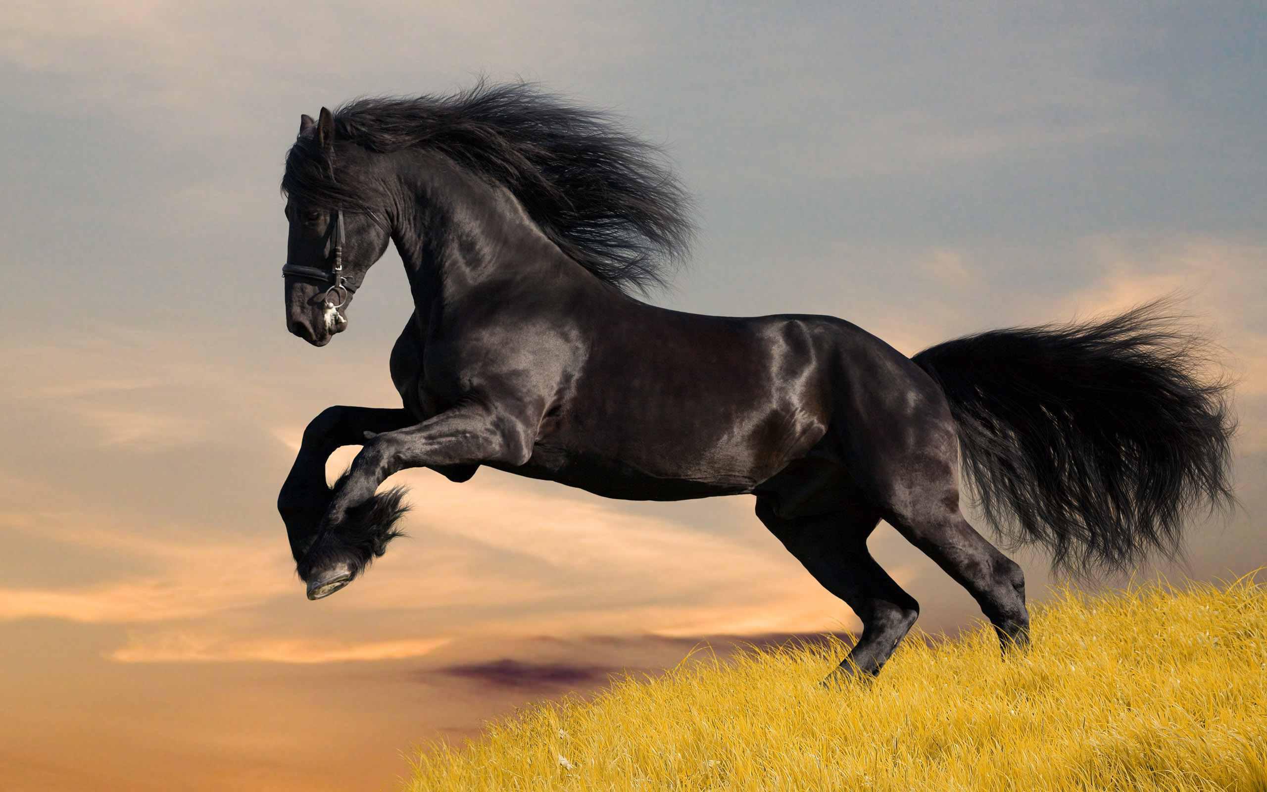 horse magnificent