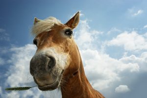 horse pictures A9