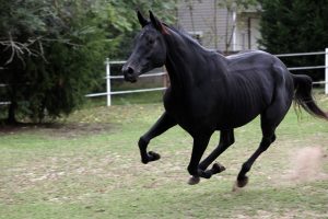 horse wallpaper black