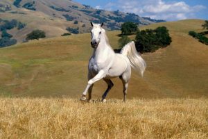 horse wallpaper white