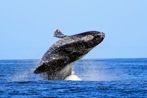 humpback whale wallpaper