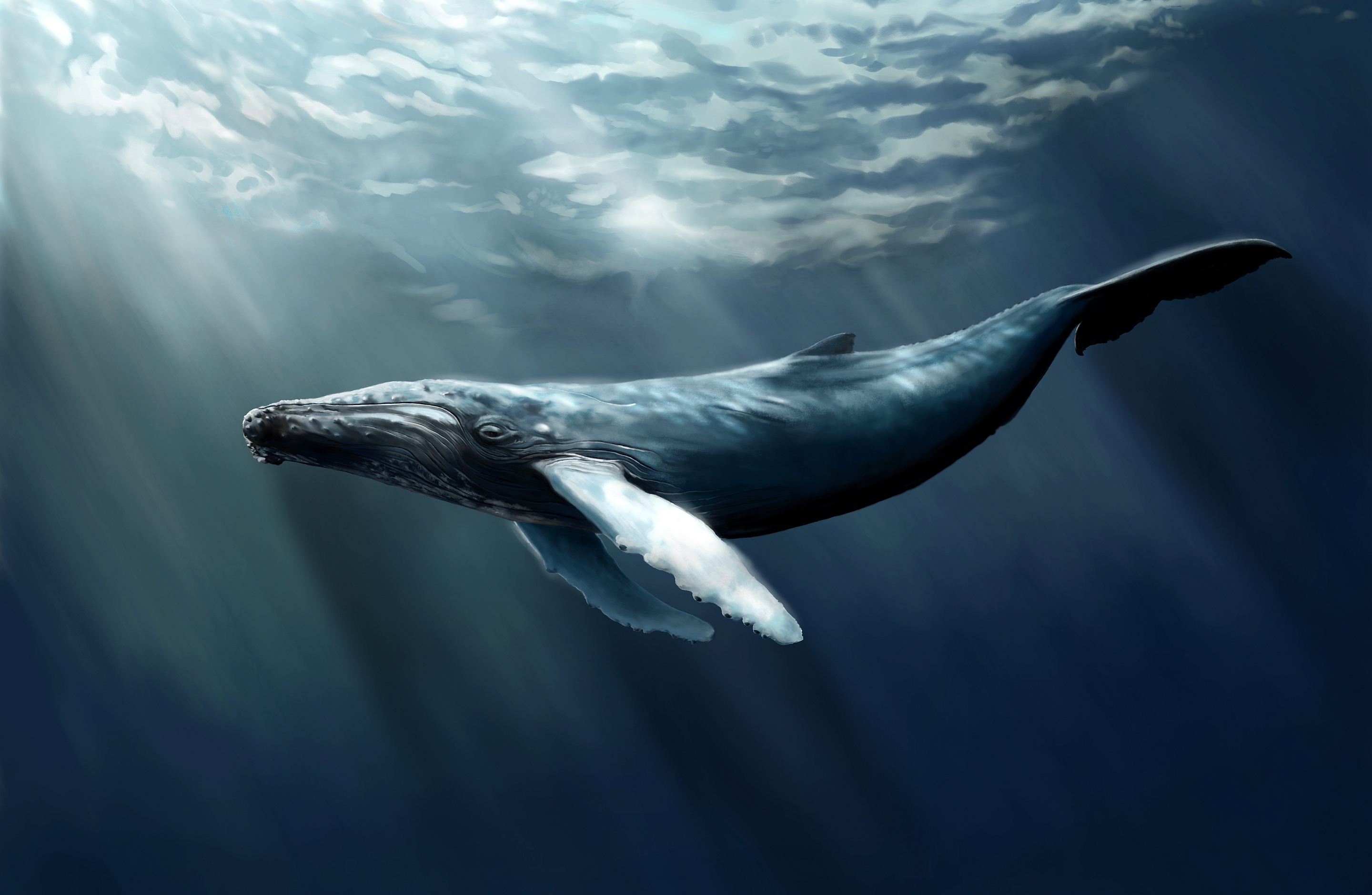 humpback whale wallpaper hd