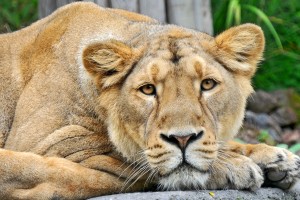 image of a lioness