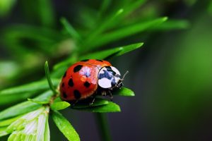 image of ladybug