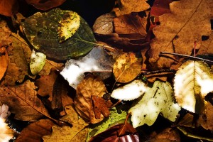 images fall leaves hd