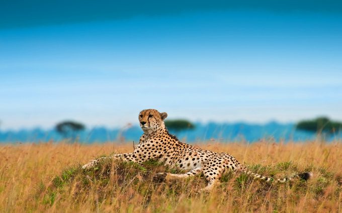 images for cheetahs
