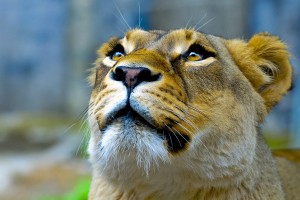 images of a lioness hd