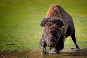 images of bison