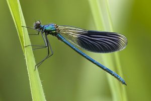 images of dragonfly