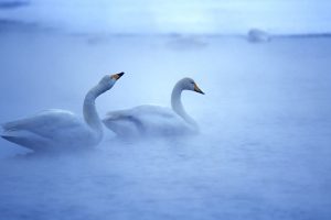images of swans